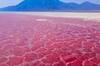 El lago de sangre que convierte en piedra a casi todo ser vivo, salvo a esta sorprendente especie