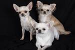 Ni chihuahua ni caniche: soy veterinaria y esta es la raza de perro que menos alergia provoca en Espaa