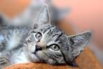 Pancho Cavero, experto en animales: 'Estos alimentos humanos que parecen inofensivos pueden ser letales para tu gato'