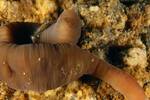 Cientficos espaoles encuentran una nueva especie de gusano con un veneno mortal y se mueve como un acorden
